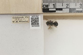 Media type: image;   Entomology 795026 Aspect: Labels